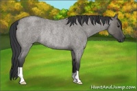 Horse Color:Grullo Roan Rabicano