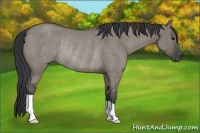 Horse Color:Grullo Roan Rabicano 