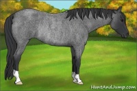 Horse Color:Blue Roan Rabicano