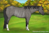 Horse Color:Grullo Roan Rabicano 