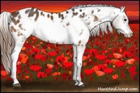 Horse Color:Buckskin Frame Appaloosa 
