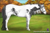Horse Color:White Spotted Black Tobiano 
