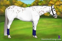 Horse Color:White Spotted Bay Roan Splash Appaloosa