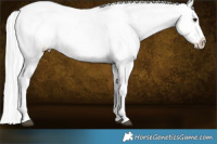 Horse Color:Black Chinchilla Appaloosa 