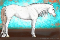 Horse Color:Classic Champagne Dun Splash Appaloosa