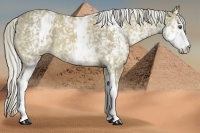 Horse Color:White Spotted Palomino 