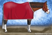 Horse Color:Bay Splash Appaloosa 
