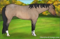 Horse Color:Bay Roan Dun 