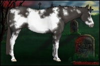 Horse Color:White Spotted Liver Chestnut Frame 