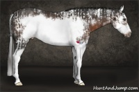 Horse Color:White Spotted Liver Chestnut Splash Frame  and White Spotted Liver Chestnut Splash Frame 