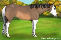 Horse Color:Buckskin Splash 