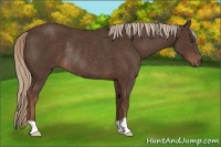 Horse Color:Liver Chestnut Rabicano 