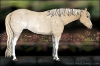 Horse Color:Palomino Sabino Tobiano Rabicano