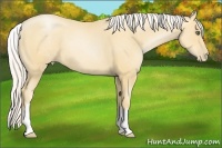 Horse Color:White Spotted Silver Amber Champagne Pearl