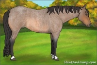 Horse Color:Buckskin Roan 