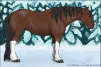 Horse Color:Bay Tobiano