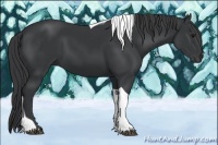 Horse Color:Black Tobiano 