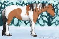 Horse Color:Bay Tobiano 