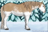 Horse Color:Red Dun Sabino Splash Rabicano 