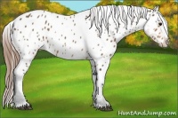 Horse Color:Buckskin Sabino Near Leopard 