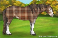 Horse Color:Plaid Bay Sabino