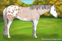 Horse Color:Bay Sabino Splash Appaloosa 