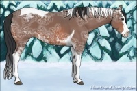 Horse Color:Bay Ice Splash Tobiano