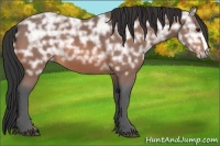 Horse Color:Bay Ice 