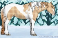 Horse Color:Plaid Gold Champagne Sabino Tobiano