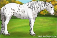 Horse Color:Grullo Splash Tobiano Appaloosa 