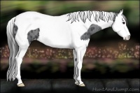 Horse Color:Black Sabino Splash Tobiano Appaloosa Rabicano