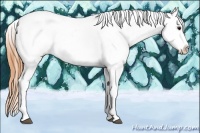 Horse Color:Buckskin Sabino Splash Tobiano Appaloosa Rabicano 