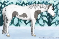 Horse Color:Grullo Splash Tobiano Rabicano