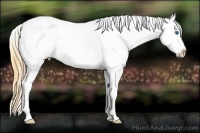 Horse Color:Plaid  Buckskin Sabino Splash Tobiano Appaloosa 