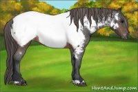 Horse Color:Brown Appaloosa