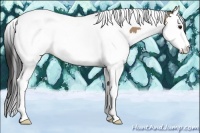 Horse Color:Bay Dun Sabino Splash Tobiano