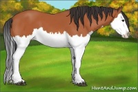 Horse Color:Bay Splash 