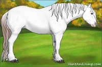 Horse Color:Chestnut Sabino Appaloosa
