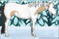 Horse Color:Buckskin Sabino Splash Tobiano Rabicano 