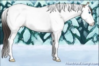 Horse Color:Amber Champagne Splash Tobiano 