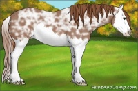 Horse Color:Chestnut Ice Splash 