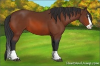 Horse Color:Bay Splash 