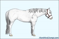 Horse Color:Black Sabino 