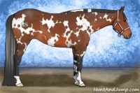 Horse Color:White Spotted Bay 