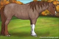 Horse Color:Red Roan 