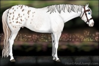 Horse Color:Buckskin Sabino Splash Appaloosa 