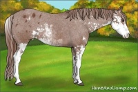 Horse Color:Chestnut Sabino Appaloosa Rabicano