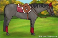 Horse Color:Grullo