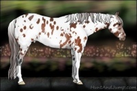 Horse Color:White Spotted Brown Appaloosa Rabicano 