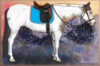 Horse Color:Buckskin Sabino Tobiano Frame Rabicano